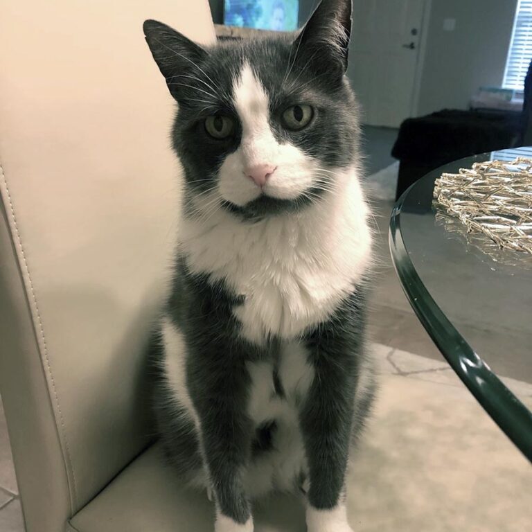 Harnet Foundation - Bootsie1